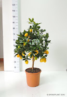 Citrus-limenquat-Lima-kumquat