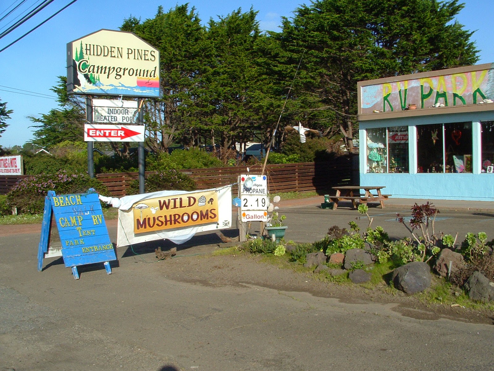 Fort Bragg Forest Mushroom Harvest Hidden Pines Market