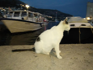 Cats of Dubrovnik Old Town in the harbour.