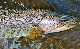 Applegate-river-fishing