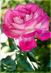 Rosa rosada
