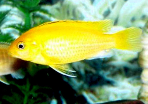  gambar  Gambar  Ikan  Lengkap