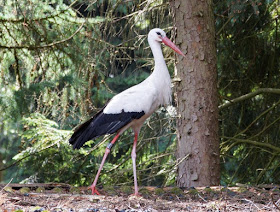 Phantastische Vögel aus aller Welt: Unterwegs im Weltvogelpark Walsrode (+ Verlosung). Auch seltene Störche und bedrohte Vogelarten sind im Park zu Hause.