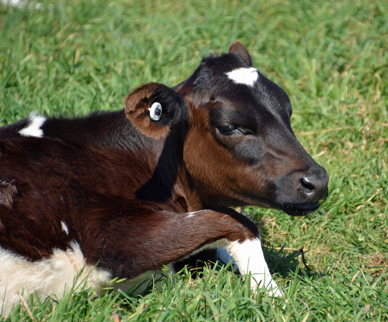 Animals That Start With A U - Inspec Wallp Animals