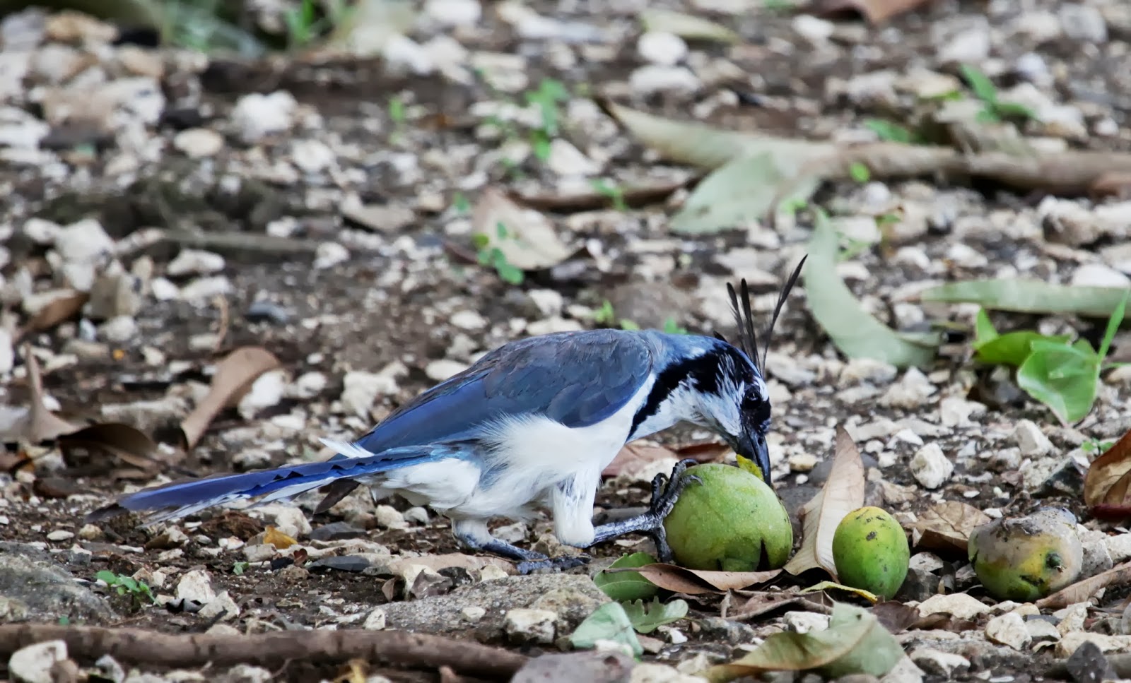 Instantes alados Costa Rica Urraca copetona