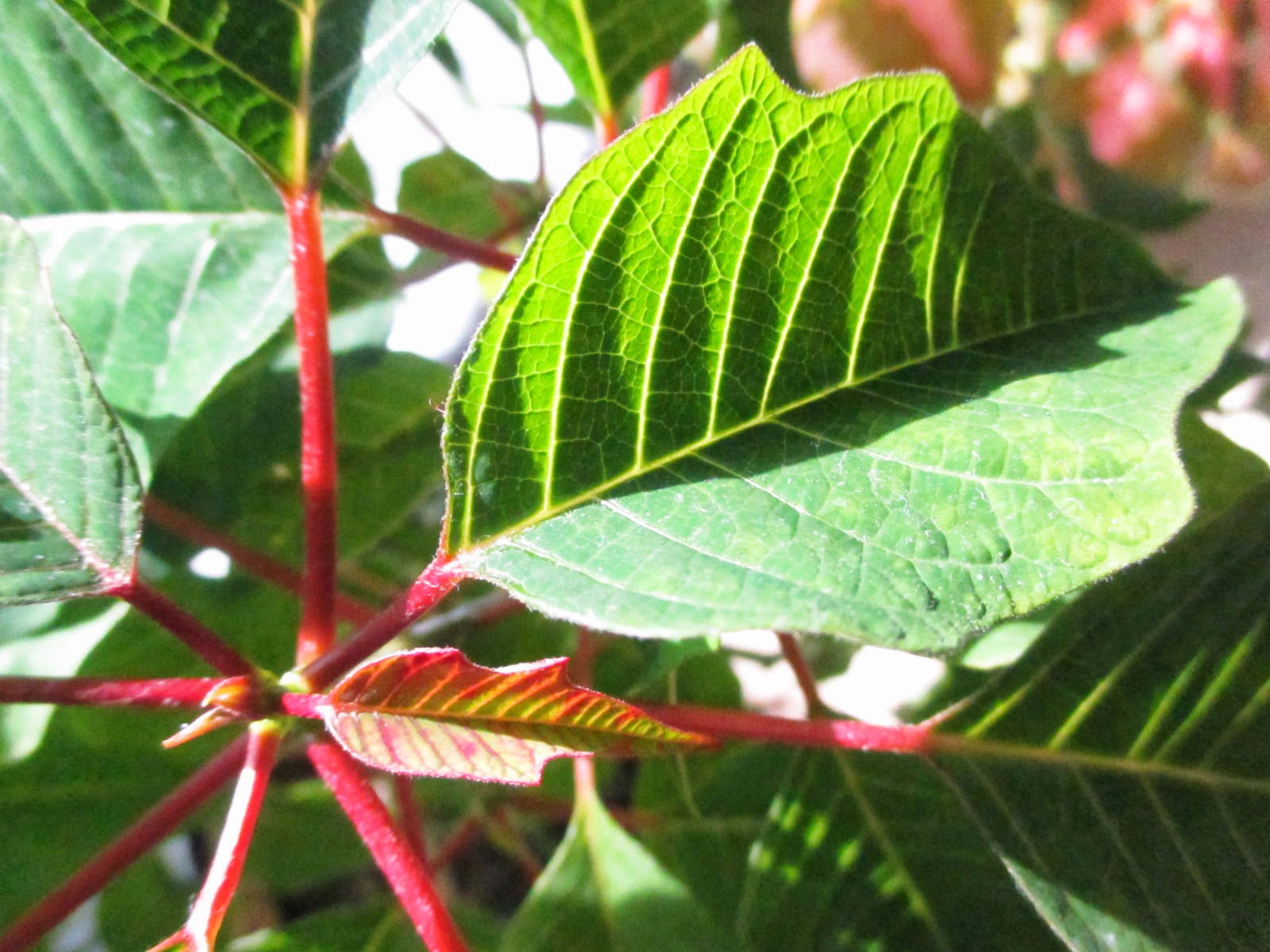 Green Jean poinsettia turning