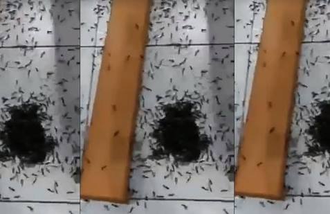( VIDEOS ) Plaga De Insectos Invaden Iglesia En Peru. ( VIDEOS ) Plaga De Insectos Invaden Iglesia En Peru.