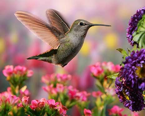 Pillar to Post: HUMMINGBIRDS AS PETS