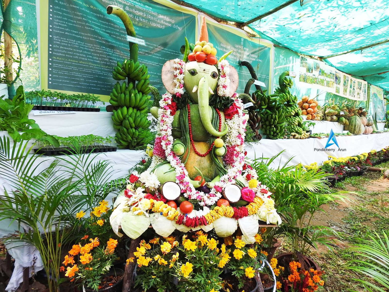 Pondicherry Botanical Garden Flower show (Farmers Festival) 16.02.2019