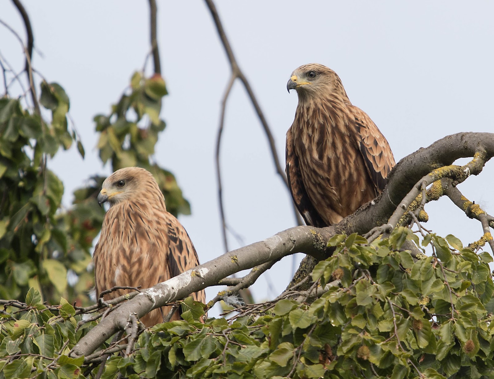 CAMBRIDGESHIRE BIRD CLUB GALLERY Red Kite