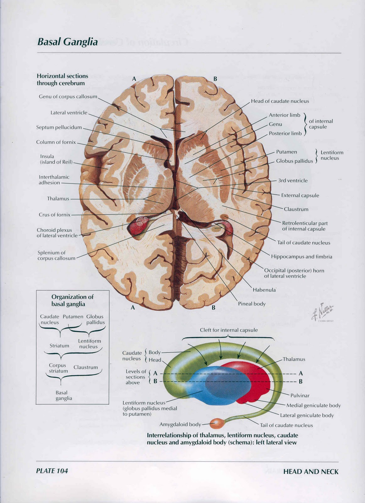 Подкорковые ядра полушарий. Базальные ядра головного мозга анатомия. Горизонтальный срез мозга базальные ядра. Горизонтальный разрез головного мозга базальные ядра. Подкорковые ядра (чечевицеобразное, скорлупа, бледный шар).