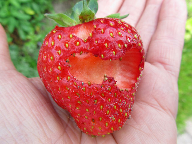 groen van aardbei eten groen van aardbei eten