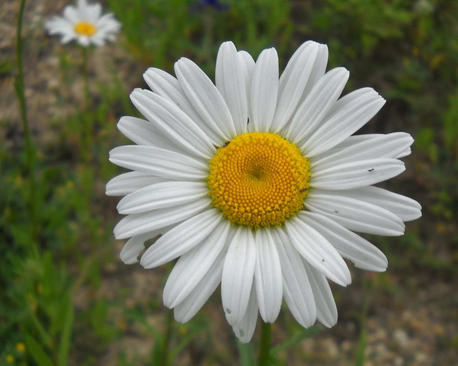 White Rock Lake, Dallas, Texas Absolutely Awesome Wildflowers Continue