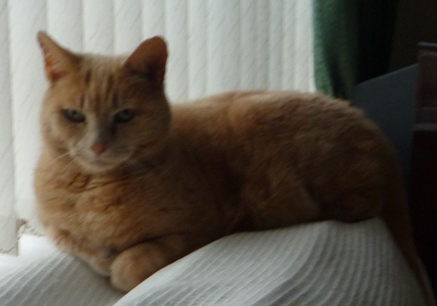 Lancaster & Morecambe Pet Search Lost Cats