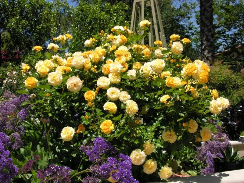 Naomi's Garden First Attempt at Cloning Rose Bushes