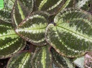 Jardineria, Catalogo de Plantas: Bertolonia marmorata