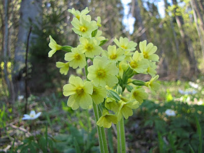 Pierwiosnek wyniosły (Primula elatior)