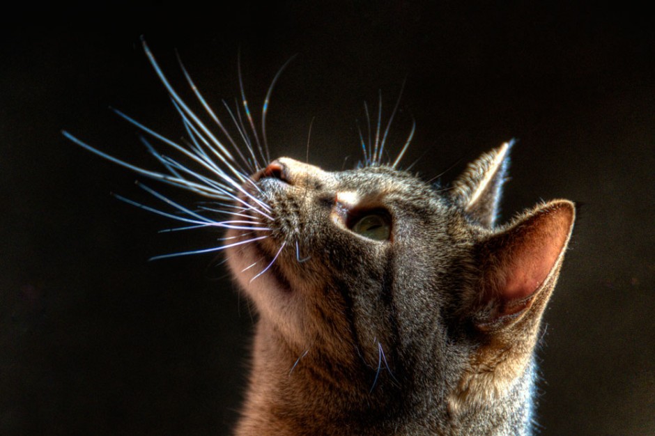Evolutiebiologie Haar en vliegende vleermuizen Evolutiebiologie Haar en vliegende vleermuizen