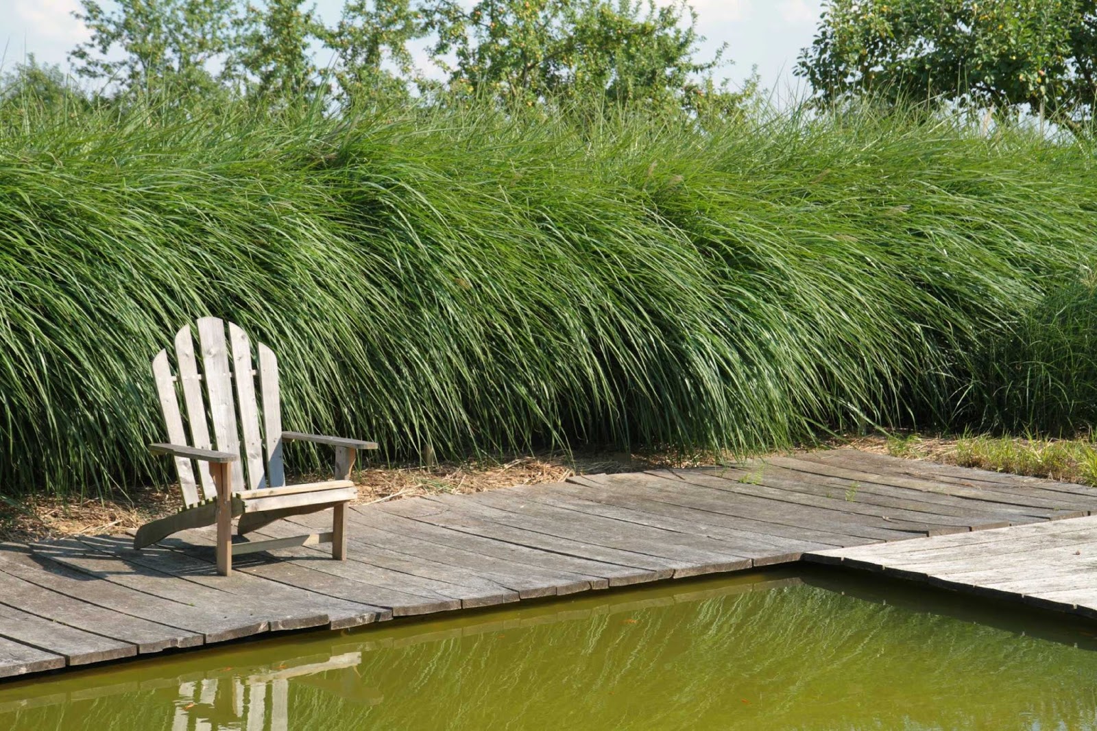 молочай,толстянка.