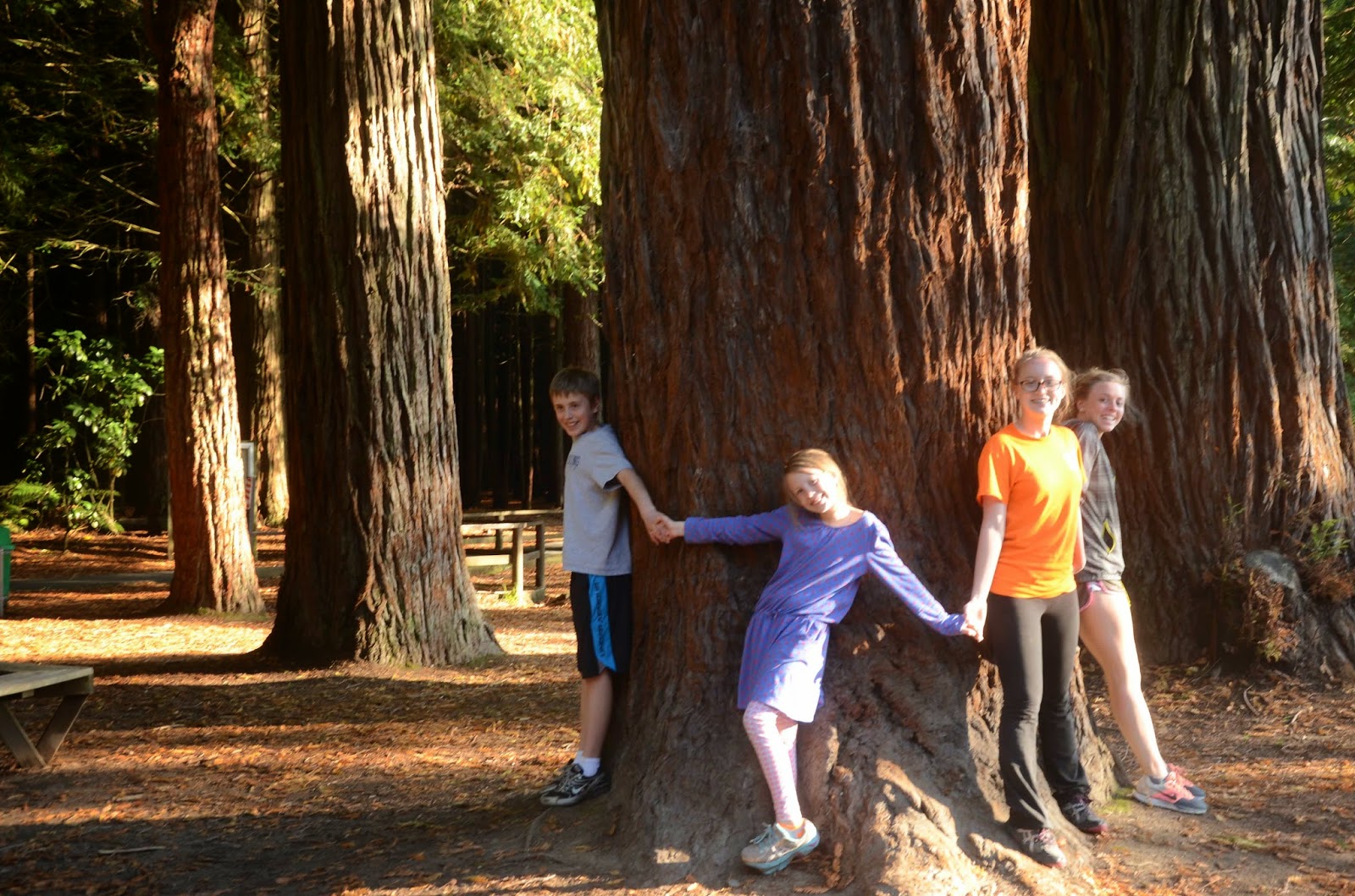 A Day at a Time Day 4 Zipping through the Trees, Jumping into Canyons, and Some Redwood Trees