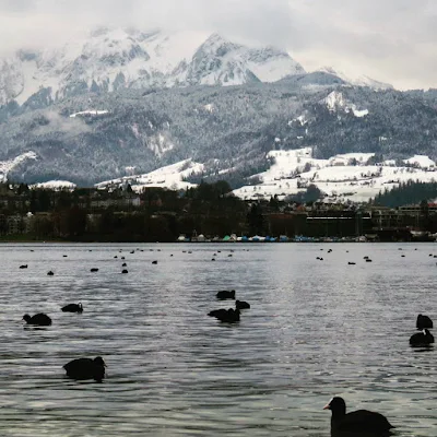 Long Winter Weekend Lucerne Switzerland - Coots on Lake Lucerne