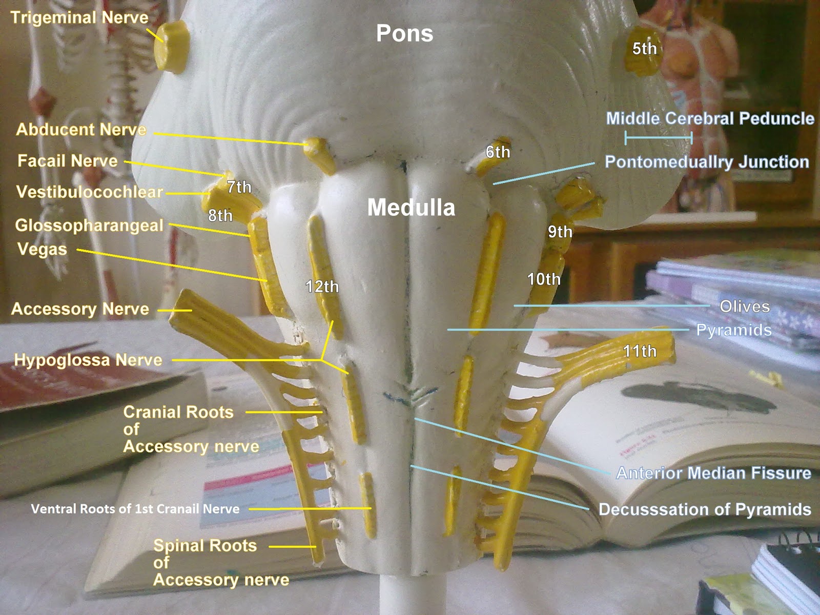 Anatomy Made Easy Brainstem Neuroanatomy anatomy-made-easy-brainstem-neuroanatomy