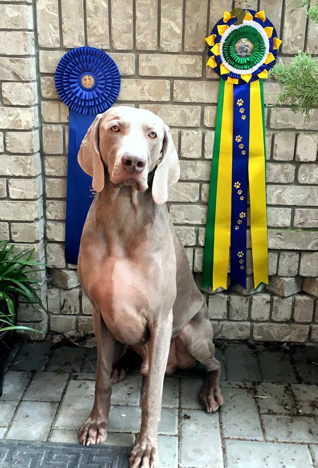 ' BOSS ' BIS MRBIS MBISS AM GCH CAN GCHS ROSEWINS LEGACY IN TIME BOSS wins Sporting Dog