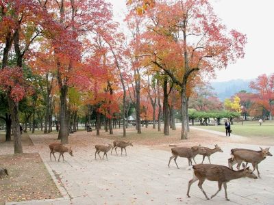 Nara Park, Nara