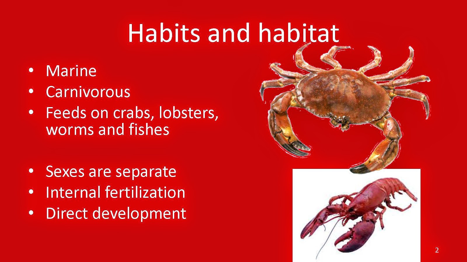 Shelford Tutorials: Digestive System of Scoliodon