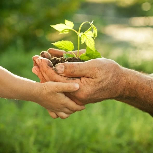 los valores ambientales