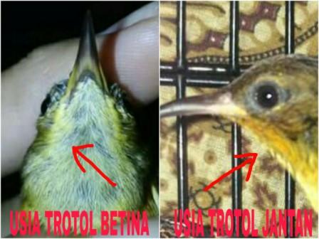 Ciri Ciri Trotol Anakan Kolibri Ninja Jantan Dan Betina