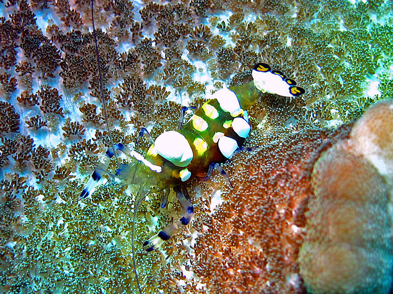 Palaemonidae Variety of Life