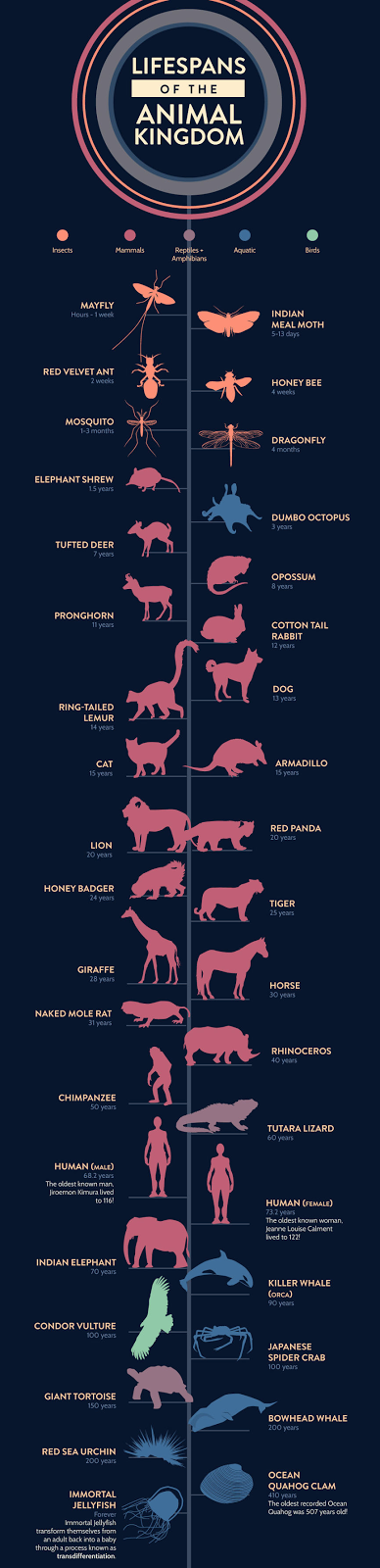 Lifespans of the animal kingdom