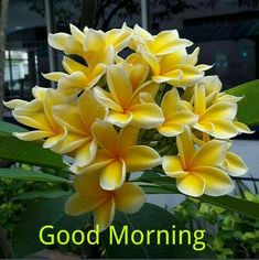 good morning flower images