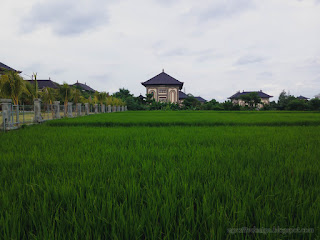 Natural Scenery Of The Rice Fields In The Middle Of The City At Badung, Bali, Indonesia