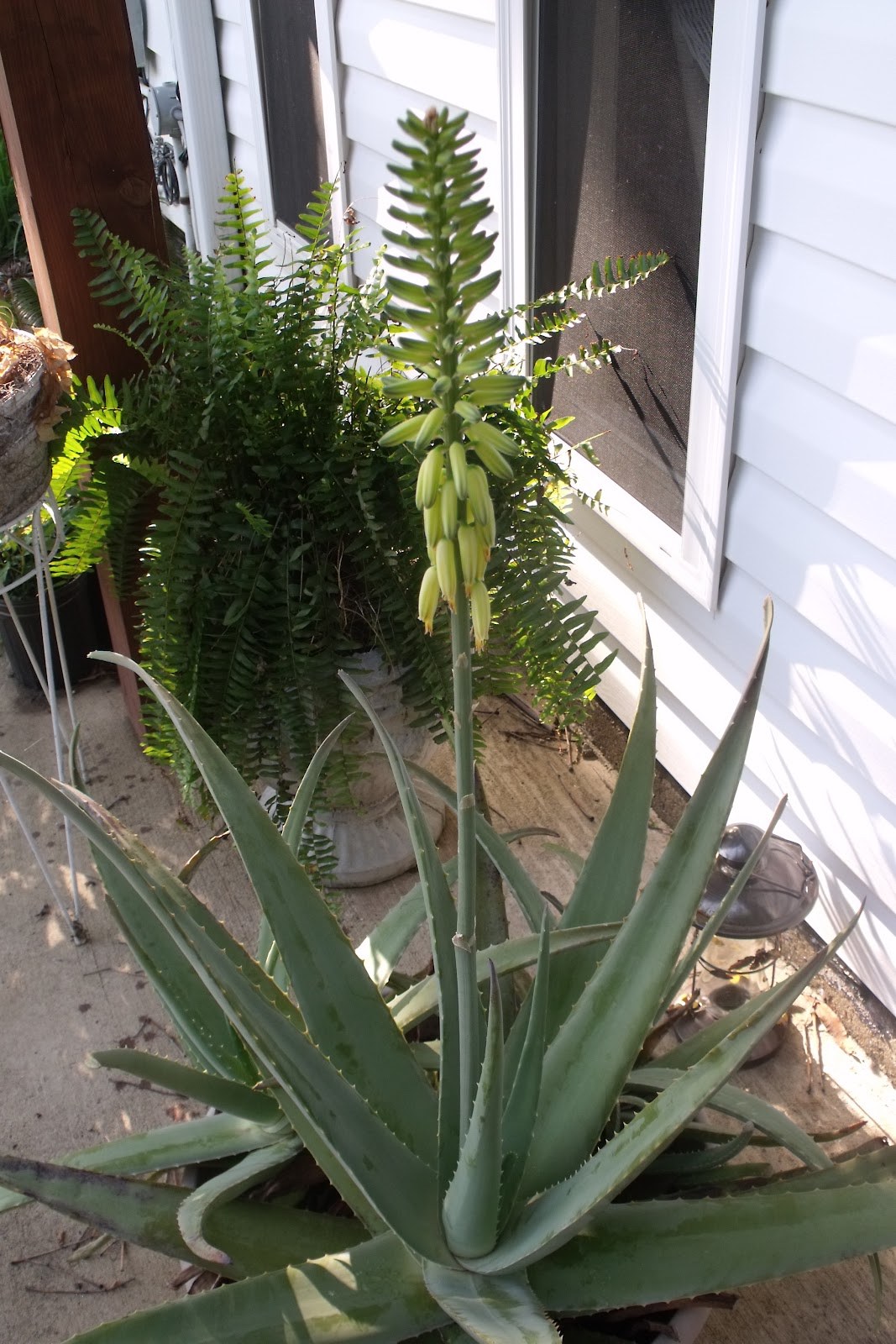 The Splendid Swan My Aloe Plant...Performing Again!