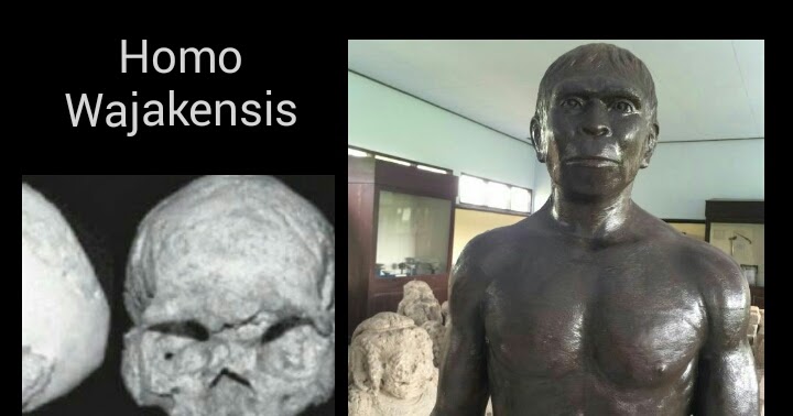 Ciri-Ciri Fisik Homo Wajakensis Lengkap - Zona Penemuan