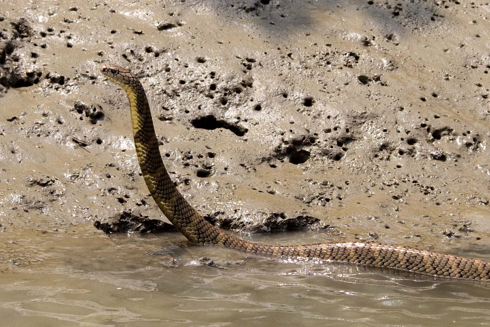 Sundarbans Python Sundarbans National Park