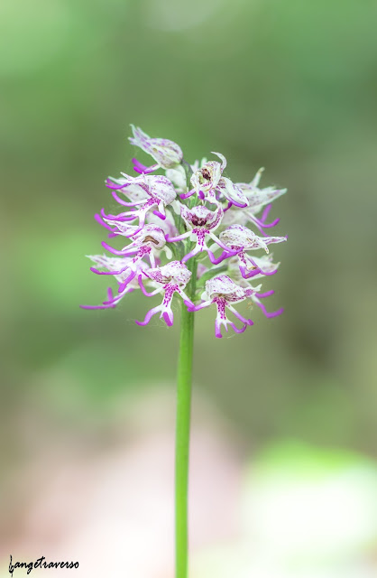 flore des Alpes, nature, flowers, fleurs, fleur des alpes, orchis singe, orchidée