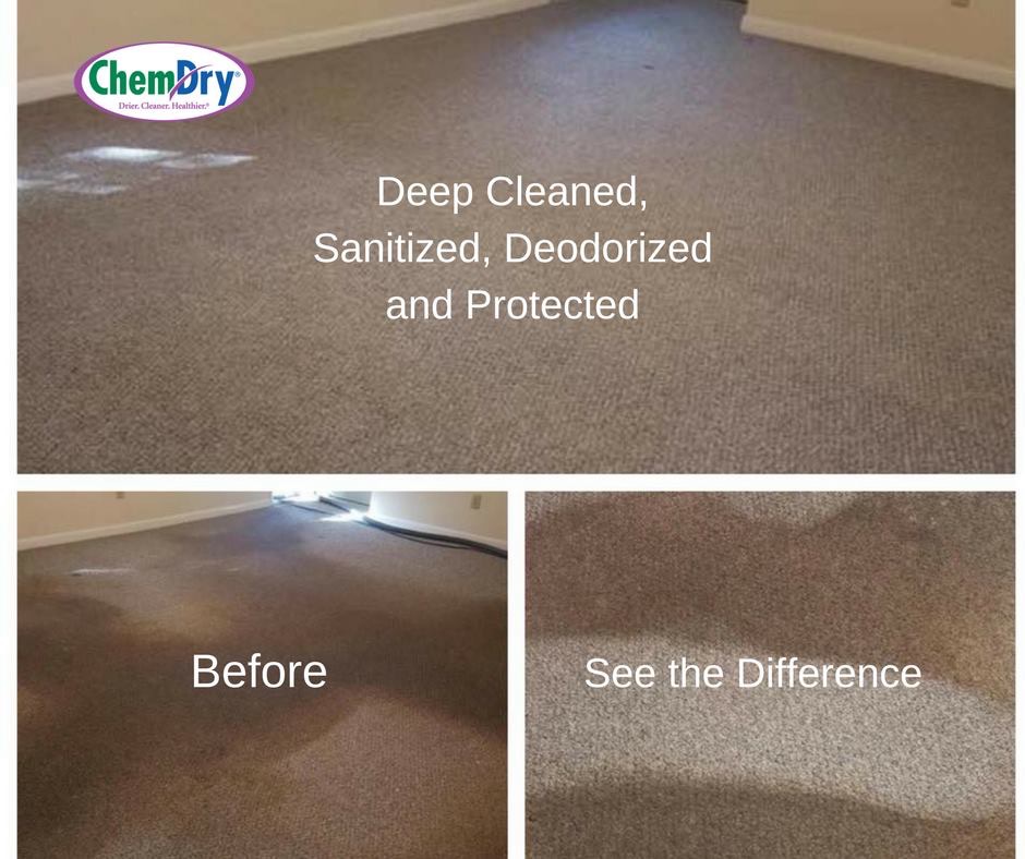 Carpet Cleaning Cat Urine Removal