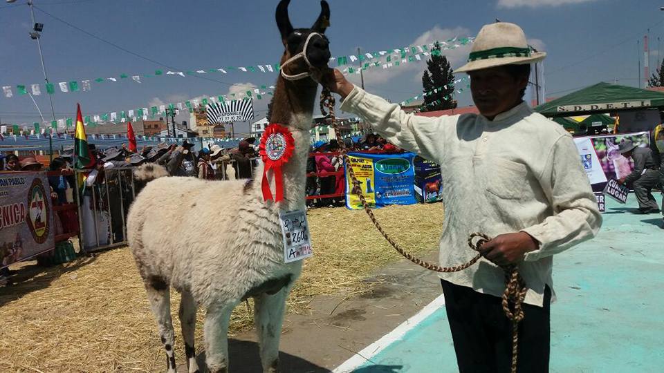 Camélidos fueron premiados en la feria desarrollada en la ciudad de El Alto