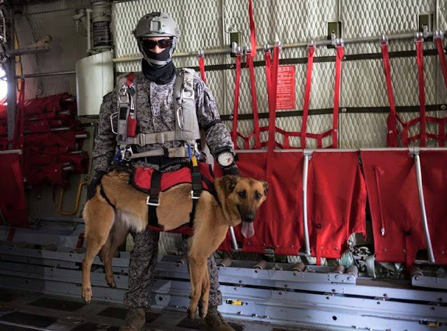 Rouss, uno de los caninos paracaidistas de la Fuerza Aérea Colombiana.