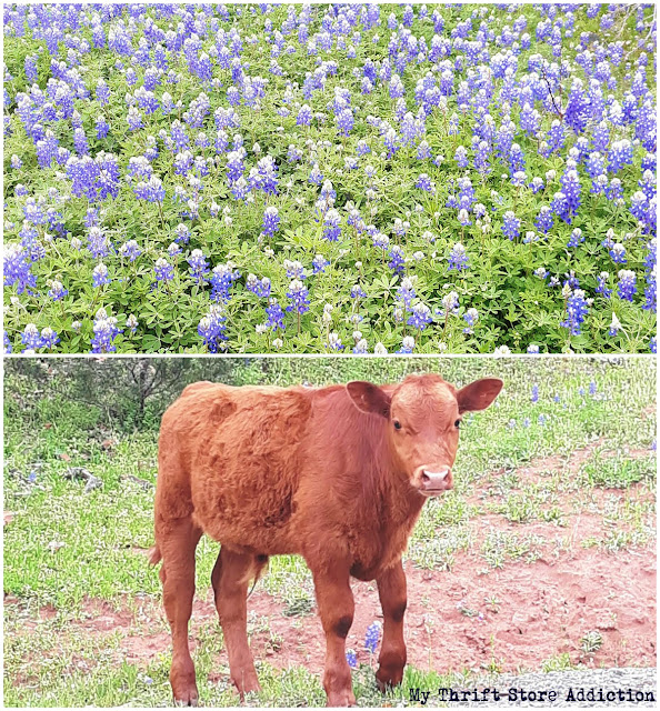 spring in Texas