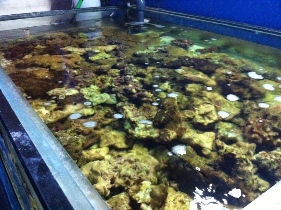 Sounds Fishy Live Rock? Base Rock? Dead Rock? Cured Rock? Where to