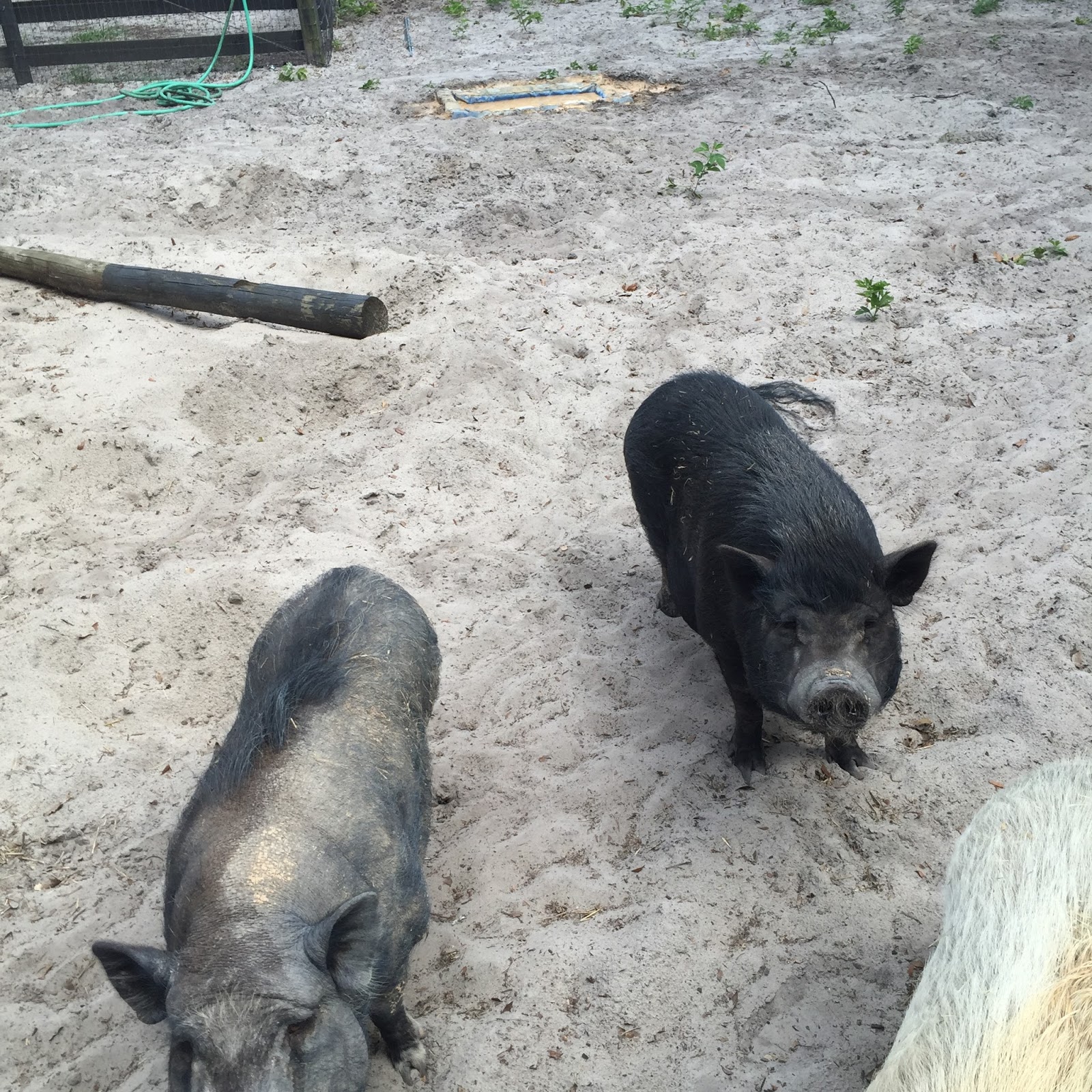 Pot Bellied Pigs Blog Pig Hair Loss