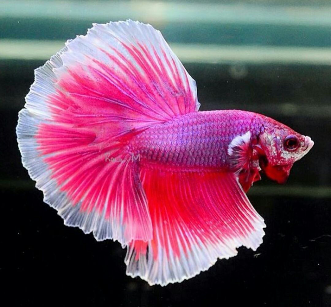 Different Types of Betta Fish(2020) Tail, Pattern and Color, With Photos