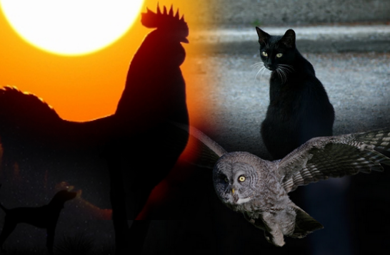 8 Haiwan Yang Di Katakan Boleh Mengesan Kehadiran Mahluk Halus