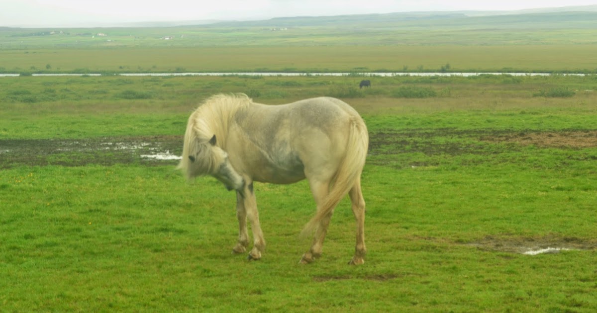 Do Horses Neigh When They Run? Why do horses sometimes eat their own poop?
