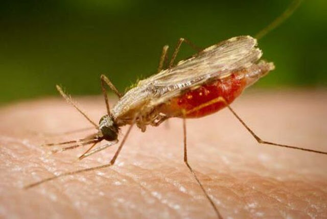 HULW confirma terceira vítima diagnosticada com malária