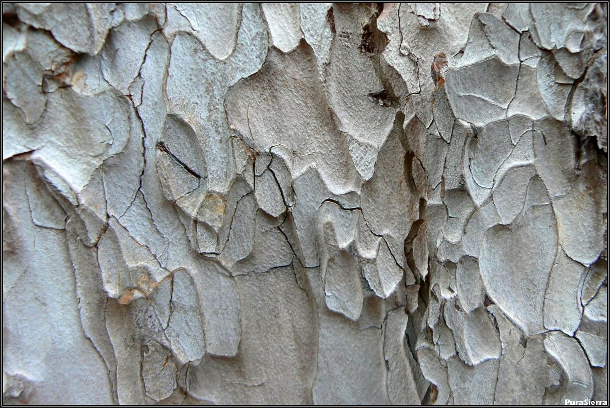 Capas en el tronco de un pino laricio
